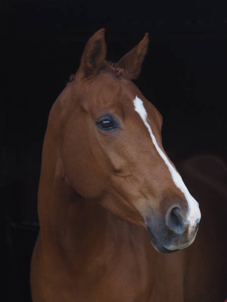 istock Bay Horse Headshot 2171363000