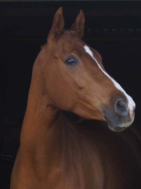 istock Bay Horse Headshot 2171363001