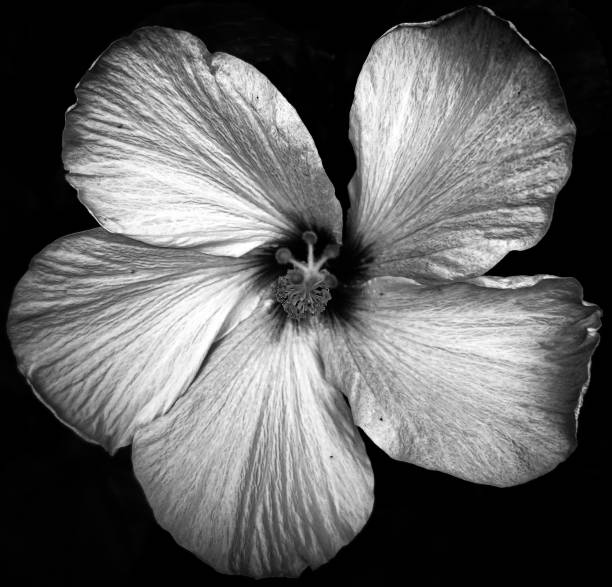 istock Black and White Hibiscus Flower 2171363098