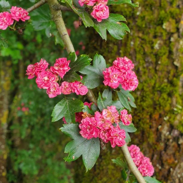 istock Inceredible pink beautiful flowers 2171363142