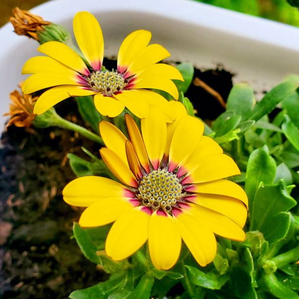 istock Yellow home flowers 2171363296