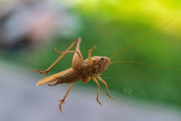 Insect on a white background, grasshopper close-up, place for your inscription.An advertisement for a fucking insect spray. High quality photo