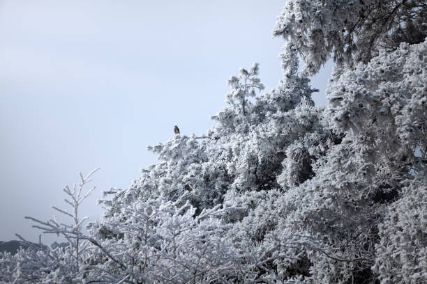 赶上最后一场春雪是一种幸运，尤其是在黄山。\n雪后初晴，适宜独行。\n清晨上山，人行寥寥，雪与雾凇漫山遍野，极低的气温和苍茫的雪松山原，让人往往产生物我两忘的瞬间。\n即使是移步易景，也是在“空”境之中漫漫求索，仿佛那无尽的山路独行，看得清楚，又看不清楚。\n那些拍摄到黄山、雾凇的瞬间真的让人心动和兴奋，抬起相机和放下相机，面对着难以得见的晴雪松石，\n美得绝世，美得静撼。我沉醉于这美景中，极低的气温下很多感官已经麻木，只余下了眼睛和心灵去感受，\n那些险石约莫在山间已千年。\n就这样一路行走着，绕过一个又一个山头，慢慢太阳上升到正中，温度开始上升，越来越多的人与我\n擦肩而过，而后，仿佛在一瞬间，雪景消失了，化作了水流从石上留下，原本白茫茫的一切变得清晰，\n裹上了春山独有的新绿。\n好像又回到了人间。\n一期一会，大概就是如此吧。