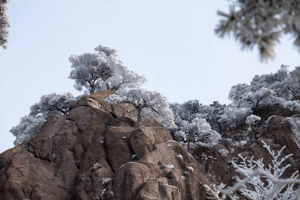 赶上最后一场春雪是一种幸运，尤其是在黄山。\n雪后初晴，适宜独行。\n清晨上山，人行寥寥，雪与雾凇漫山遍野，极低的气温和苍茫的雪松山原，让人往往产生物我两忘的瞬间。\n即使是移步易景，也是在“空”境之中漫漫求索，仿佛那无尽的山路独行，看得清楚，又看不清楚。\n那些拍摄到黄山、雾凇的瞬间真的让人心动和兴奋，抬起相机和放下相机，面对着难以得见的晴雪松石，\n美得绝世，美得静撼。我沉醉于这美景中，极低的气温下很多感官已经麻木，只余下了眼睛和心灵去感受，\n那些险石约莫在山间已千年。\n就这样一路行走着，绕过一个又一个山头，慢慢太阳上升到正中，温度开始上升，越来越多的人与我\n擦肩而过，而后，仿佛在一瞬间，雪景消失了，化作了水流从石上留下，原本白茫茫的一切变得清晰，\n裹上了春山独有的新绿。\n好像又回到了人间。\n一期一会，大概就是如此吧。