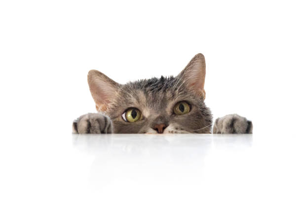 British shorthair cat portrait on marble table