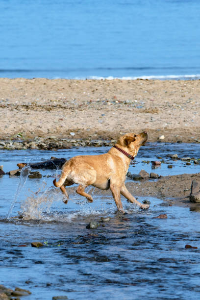 istock Labrador Retriever enjoying the seaside 2171364296