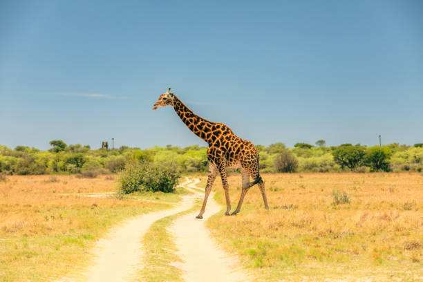 istock A giraffe gracefully walks along a sandy path during a sunny day in the Botswana safari landscape 2171364833
