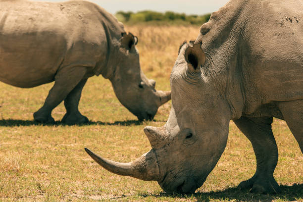 istock Exploring Botswana's savannah while observing white rhinos grazing peacefully in the afternoon sun 2171364858