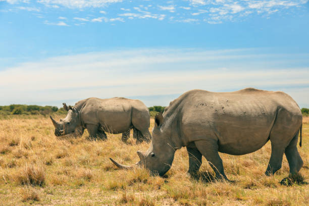 istock Exploring the vast savannah in Botswana while observing white rhinos grazing peacefully under a clear blue sky 2171364882