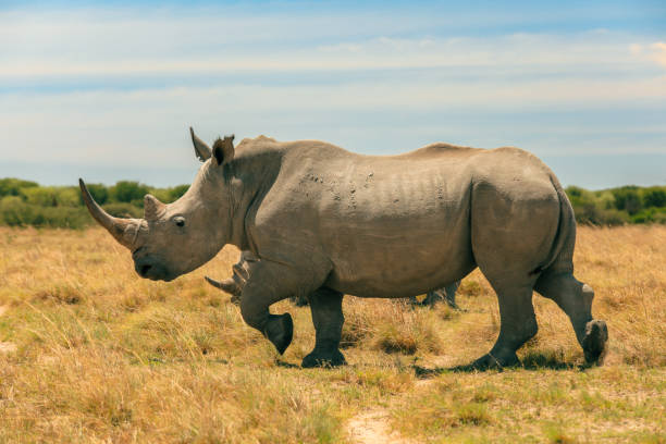 istock Exploring Botswana's wilderness with a rhinoceros in its natural habitat during a sunny afternoon 2171364895