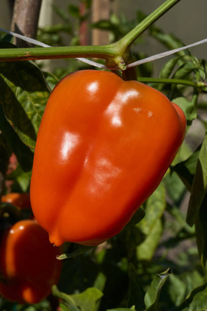 istock Sweet pepper or vegetable pepper thick (Lat. Capsicum annuum subsp. Grossum). 2171365171