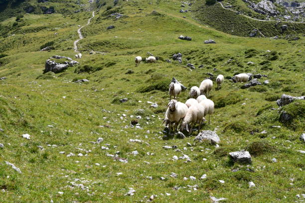 istock Sheeps on a meadow at Stubai Valley in Austria 2171366599