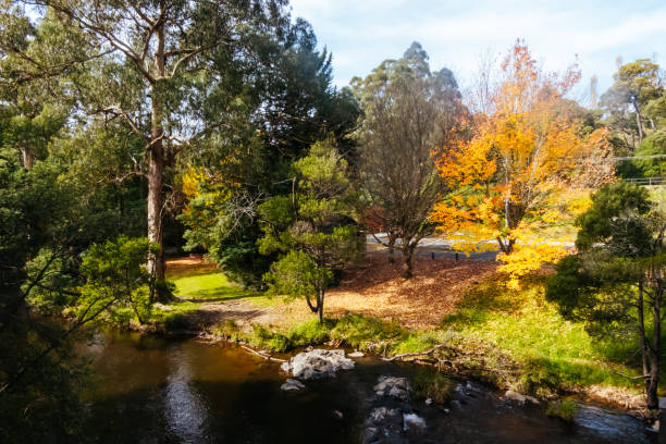 Autumn colours shine in a garden in Warburton on a cool autumn day in Victoria, Australia