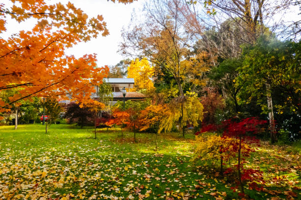istock Warburton Autumn Gardens in Australia 2171366627