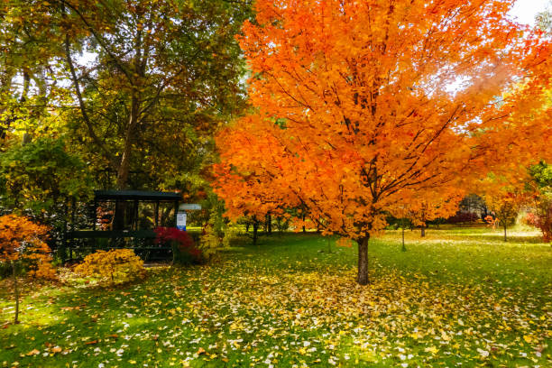istock Warburton Autumn Gardens in Australia 2171366634