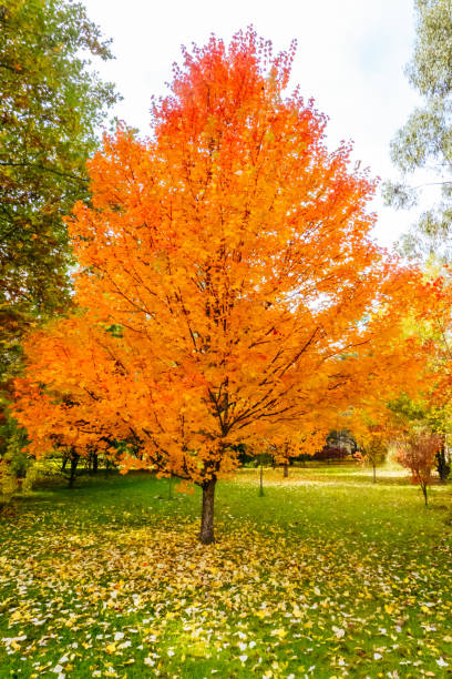 istock Warburton Autumn Gardens in Australia 2171366636