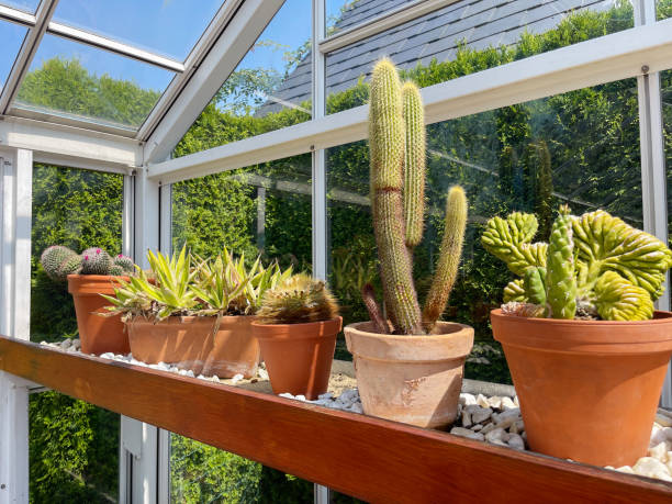 istock Glass greenhouse with cactus plants. 2171366672