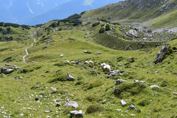 istock Sheeps on a meadow at Stubai Valley in Tirol 2171366707