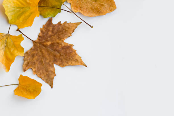 istock Dried sycamore tree leaves with oak leaves 2171366835