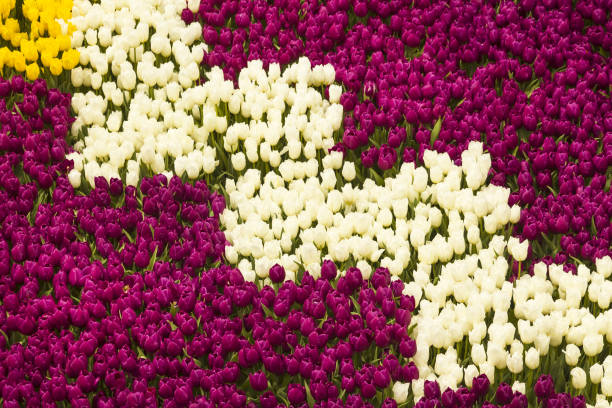 Purple tulips field
