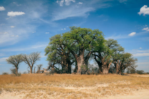 istock Baobab trees thrive in Botswana's serene landscape under bright blue skies at midday 2171366986
