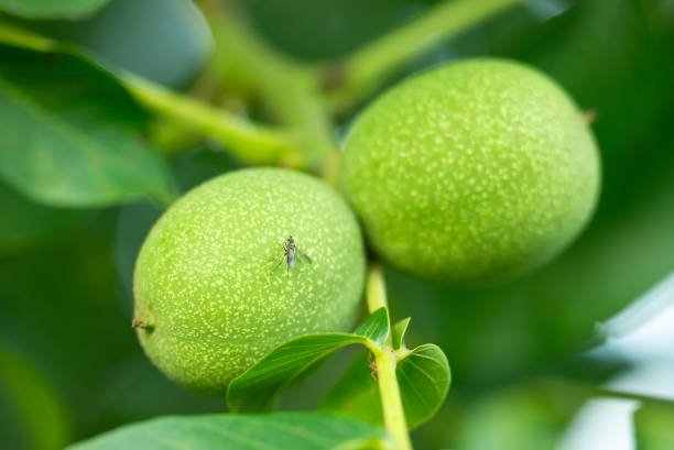 Green walnut ripening on a tree, insect sitting on a walnut