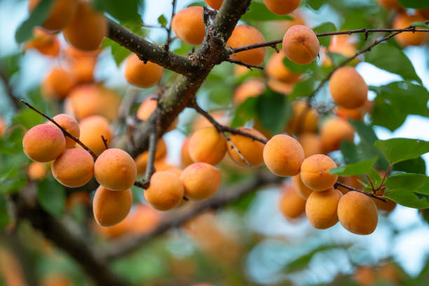 istock Close up of ripe orange apricots on a tree 2171367546