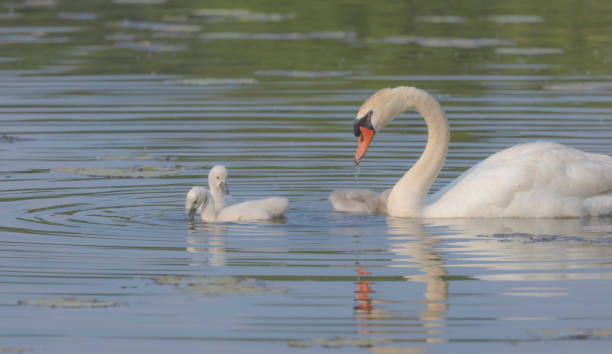 istock Mute Swan And Cygnets 2171368492