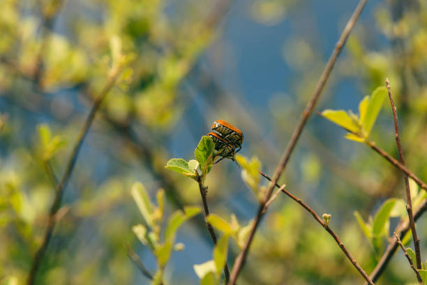 A colorful insect rests on a green leaf in Botswana's national park, surrounded by lush foliage under bright sunlight, showcasing nature's beauty.