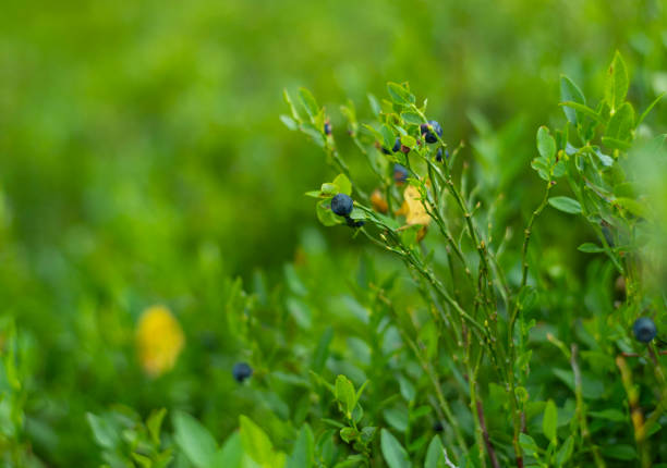 Close up photo of wild blueberries growing in mountain meadow.