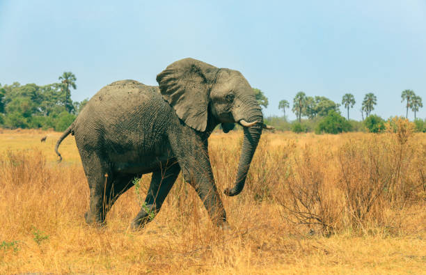 An elephant strides through the tall grass of Botswana's National Park, showcasing its strength and elegance in a serene natural habitat with distant trees.