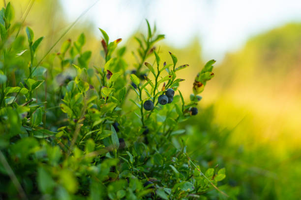 Close up photo of wild blueberries growing in mountain meadow.