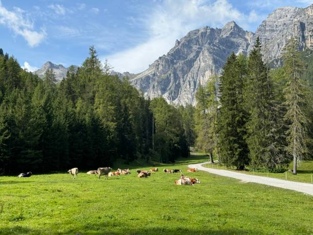 istock Cows on a meadow at Stubai valley 2171369868