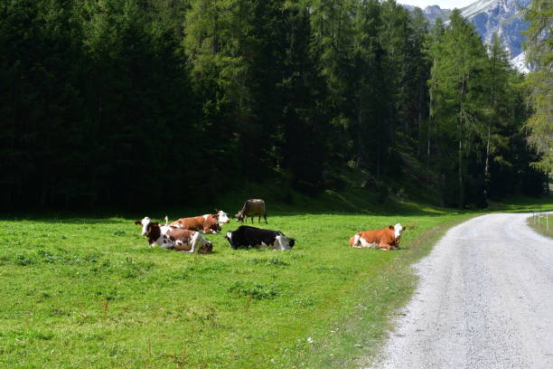 istock Cows on a meadow at Stubai valley 2171369894