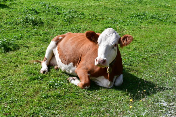 istock Cows on a meadow at Stubai valley 2171369933
