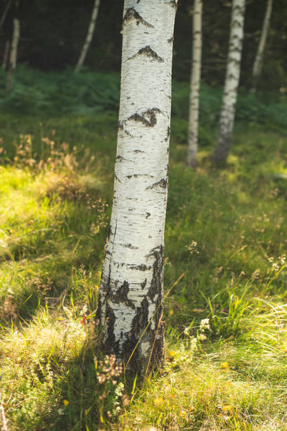 Close up photo of birch tree trunk in mountain meadow.