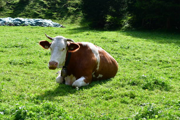 istock Cows on a meadow at Stubai valley 2171370015
