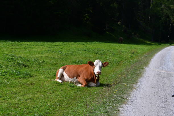 calf tenderness