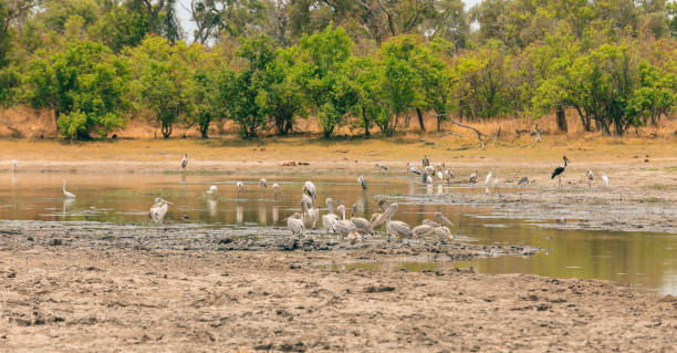 istock Birdwatching at a tranquil waterhole in Botswana's national park during a sunny afternoon with diverse wildlife 2171370167