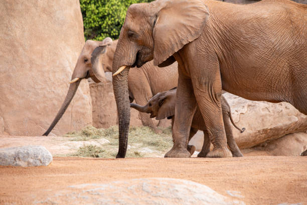 istock Family of elephant 2171370770