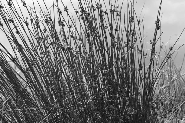 istock bulrush over a mountain pond, black and white photo 2171372278