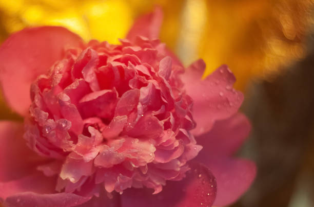 Water Drops on a Peony Blossom macro