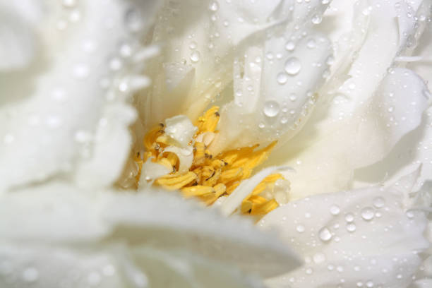 Macro View of a Daisy Bloom nature