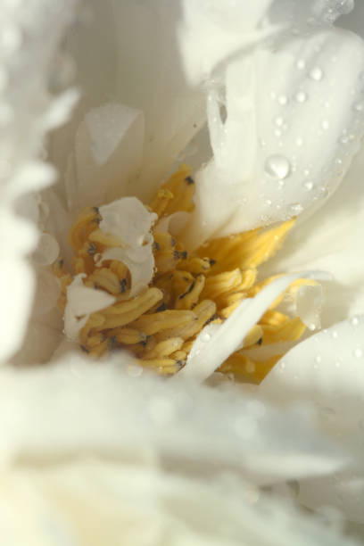 Macro View of a Daisy Bloom nature