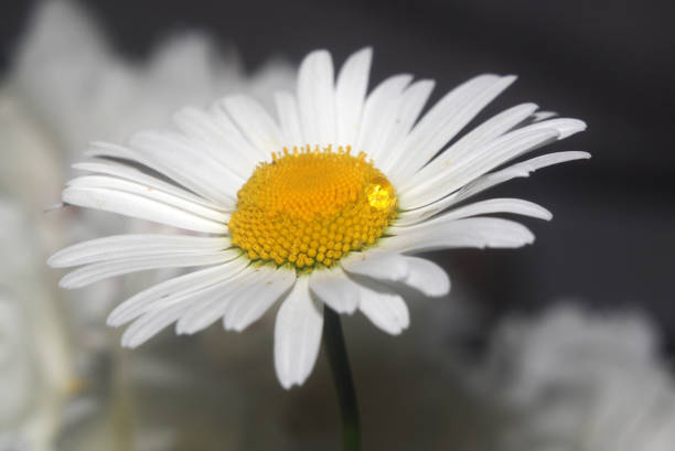 Macro View of a Daisy Bloom nature