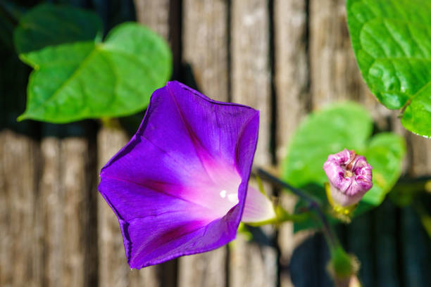 Vibrant Purple Bloom of Morning Glory Flower in Full Sunlight.