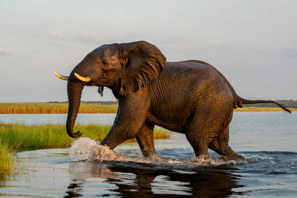 istock African elephant at the Chobe River 2171373073