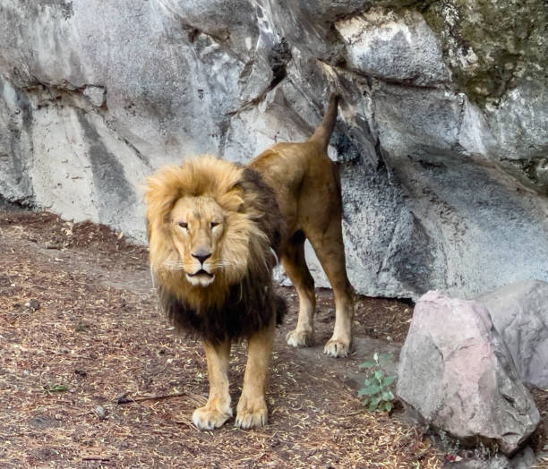 istock King of the Zoo: Majestic Lion Stands Proud. 2171373074