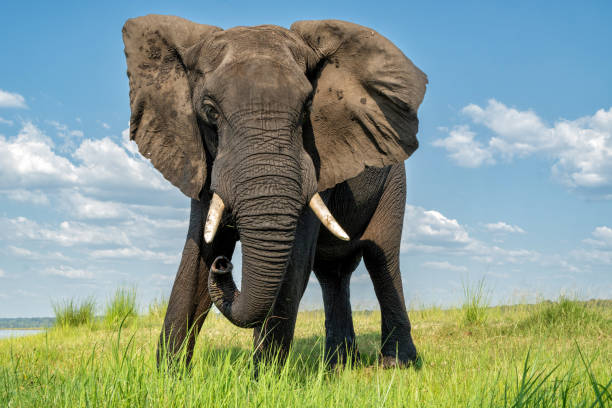 istock African elephant at the Chobe River 2171373173