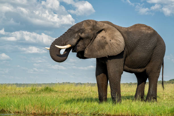 istock African elephant at the Chobe River 2171373176